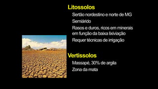 Litossolos
Sertão nordestino e norte de MG
Semiárido
Rasos e duros, ricos em minerais
em função da baixa lixiviação
Requer técnicas de irrigação
Vertissolos
Massapé, 30% de argila
Zona da mata
 