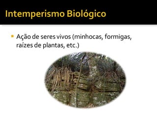 Ação de seres vivos (minhocas, formigas, raízes de plantas, etc.) 