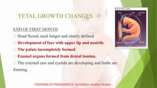 FETAL GROWTH CHANGES
END OF FIRST MONTH
Head flexed, neck longer and clearly defined
Development of face with upper lip and nostrils
The palate incompletely formed
Enamel organs formed from dental lamina.
The external ears and eyelids are developing and limbs are
forming.
TEXTBOOK OF PEDODONTICS- 3rd Edition-shobha Tandon
 