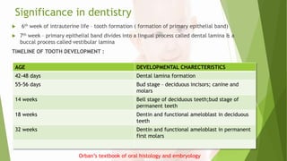 Significance in dentistry
 6th week of intrauterine life – tooth formation ( formation of primary epithelial band)
 7th week – primary epithelial band divides into a lingual process called dental lamina & a
buccal process called vestibular lamina
TIMELINE OF TOOTH DEVELOPMENT :
AGE DEVELOPMENTAL CHARECTERISTICS
42-48 days Dental lamina formation
55-56 days Bud stage – deciduous incisors; canine and
molars
14 weeks Bell stage of deciduous teeth;bud stage of
permanent teeth
18 weeks Dentin and functional ameloblast in deciduous
teeth
32 weeks Dentin and functional ameloblast in permanent
first molars
Orban’s textbook of oral histology and embryology
 
