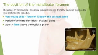 The position of the mandibular foramen
It changes by remodeling , to a more superior position from the occlusal plane as the
child matures into the adult.
 Very young child - foramen is below the occlusal plane
 Period of primary dentition - occlusal plane
 Adult - 7mm above the occlusal plane
 