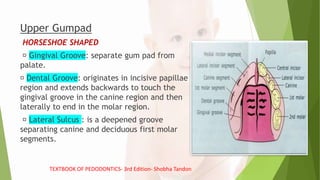 Upper Gumpad
HORSESHOE SHAPED
Gingival Groove: separate gum pad from
palate.
Dental Groove: originates in incisive papillae
region and extends backwards to touch the
gingival groove in the canine region and then
laterally to end in the molar region.
Lateral Sulcus : is a deepened groove
separating canine and deciduous first molar
segments.
TEXTBOOK OF PEDODONTICS- 3rd Edition- Shobha Tandon
 
