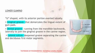 LOWER GUMPAD
“U” shaped, with its anterior portion everted labially.
Gingival groove- that demarcates the lingual extent of
gum pads.
Dental groove - running from the mandible backwards,
laterally to join the gingival groove in the canine region.
Lateral sulcus- deepened groove separating the canine
and deciduous first molar segments.
TEXTBOOK OF PEDODONTICS- 3rd Edition-shobha Tandon
 