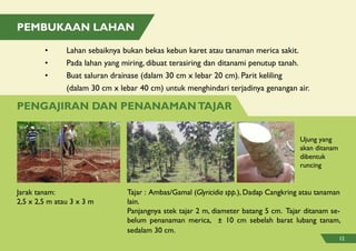 Pembukaan lahan
Pengajiran dan penanamantajar
•	 Lahan sebaiknya bukan bekas kebun karet atau tanaman merica sakit.
•	 Pada lahan yang miring, dibuat terasiring dan ditanami penutup tanah.
•	 Buat saluran drainase (dalam 30 cm x lebar 20 cm). Parit keliling
	 (dalam 30 cm x lebar 40 cm) untuk menghindari terjadinya genangan air.
Tajar : Ambas/Gamal (Glyricidia spp.), Dadap Cangkring atau tanaman
lain.
Panjangnya stek tajar 2 m, diameter batang 5 cm. Tajar ditanam se-
belum penanaman merica, ± 10 cm sebelah barat lubang tanam,
sedalam 30 cm.
Jarak tanam:
2,5 x 2,5 m atau 3 x 3 m
Ujung yang
akan ditanam
dibentuk
runcing
12
 