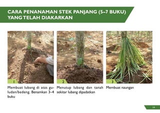 Cara Penanaman Stek Panjang (5–7 buku)
yangtelah diakarkan
Membuat lubang di atas gu-
ludan/bedeng. Benamkan 3–4
buku
Menutup lubang dan tanah
sekitar lubang dipadatkan
Membuat naungan
1 2 3
14
 