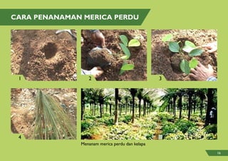CARA PENANAMAN MERICA PERDU
Menanam merica perdu dan kelapa
1
4
2 3
16
 