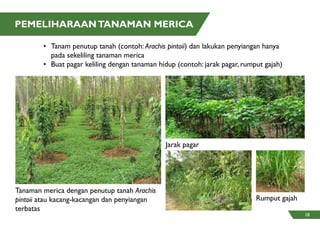 PEMELIHARAANTANAMAN MERICA
Tanaman merica dengan penutup tanah Arachis
pintoii atau kacang-kacangan dan penyiangan
terbatas
Rumput gajah
Jarak pagar
•	 Tanam penutup tanah (contoh: Arachis pintoii) dan lakukan penyiangan hanya 	
	 pada sekeliling tanaman merica
• 	Buat pagar keliling dengan tanaman hidup (contoh: jarak pagar, rumput gajah)
18
 