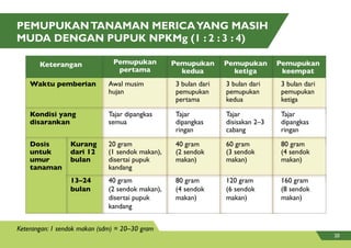 PEMUPUKANTANAMAN MERICAYANG MASIH
MUDA DENGAN PUPUK NPKMg (1 : 2 : 3 : 4)
Keterangan: 1 sendok makan (sdm) = 20–30 gram
Keterangan Pemupukan
pertama
Pemupukan
kedua
Pemupukan
ketiga
Pemupukan
keempat
Pemupukan Pemupukan Pemupukan
Waktu pemberian
Kondisi yang
disarankan
Dosis
untuk
umur
tanaman
Kurang
dari 12
bulan
Tajar
dipangkas
ringan
3 bulan dari
pemupukan
pertama
40 gram
(2 sendok
makan)
80 gram
(4 sendok
makan)
Tajar
disisakan 2–3
cabang
3 bulan dari
pemupukan
kedua
60 gram
(3 sendok
makan)
120 gram
(6 sendok
makan)
Tajar
dipangkas
ringan
3 bulan dari
pemupukan
ketiga
80 gram
(4 sendok
makan)
160 gram
(8 sendok
makan)
Awal musim
hujan
Tajar dipangkas
semua
20 gram
(1 sendok makan),
disertai pupuk
kandang
40 gram
(2 sendok makan),
disertai pupuk
kandang
13–24
bulan
20
 