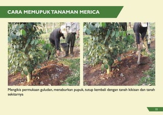 CARA MEMUPUKTANAMAN MERICA
Mengikis permukaan guludan, menaburkan pupuk, tutup kembali dengan tanah kikisan dan tanah
sekitarnya
22
 