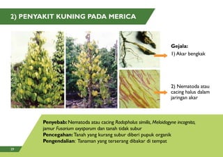 2) PENYAKIT KUNING PADA MERICA
Penyebab: Nematoda atau cacing Radopholus similis, Meloidogyne incognita,
jamur Fusarium oxysporum dan tanah tidak subur
Pencegahan: Tanah yang kurang subur diberi pupuk organik
Pengendalian: Tanaman yang terserang dibakar di tempat
1) Akar bengkak
Gejala:
2) Nematoda atau
cacing halus dalam
jaringan akar
29
 