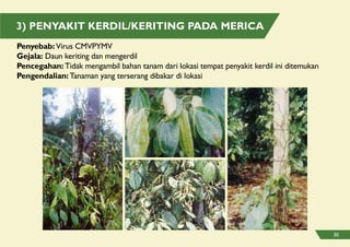 3) Penyakit Kerdil/Keriting pada Merica
Penyebab: Virus CMVPYMV
Gejala: Daun keriting dan mengerdil
Pencegahan: Tidak mengambil bahan tanam dari lokasi tempat penyakit kerdil ini ditemukan
Pengendalian: Tanaman yang terserang dibakar di lokasi
30
 