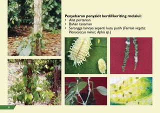 Penyebaran penyakit kerdil/keriting melalui:
• Alat pertanian
• Bahan tanaman
• Serangga lainnya seperti kutu putih (Ferrisia virgata;
Planococcus minor; Aphis sp.)
31
 
