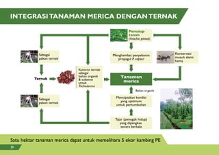 INTEGRASITANAMAN MERICA DENGANTERNAK
Satu hektar tanaman merica dapat untuk memelihara 5 ekor kambing PE
Kotoran ternak
sebagai
bahan organik
& substrat
untuk
Trichoderma
Sebagai
pakan ternak
Sebagai
pakan ternak
Bahan organik
Ternak
Konservasi
musuh alami
hama
Menghambat penyebaran
propagul P. capsici
Tanaman
merica
Tajar (penegak hidup)
yang dipangkas
secara berkala
Menciptakan kondisi
yang optimum
untuk pertumbuhan
Penutup
tanah
(Arachis pintoii)
Penutup
tanah
(Arachis pintoii)
Konservasi
musuh alami
hama
Kotoran ternak
sebagai
bahan organik
& substrat
untuk
Trichoderma
Sebagai
pakan ternak
Sebagai
pakan ternak
39
 