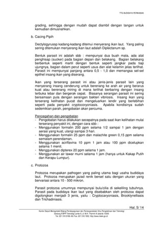 TTG BUDIDAYA PERIKANAN

grading, sehingga dengan mudah dapat diambil dengan tangan untuk
kemudian dimusnahkan.
b. Cacing Pipih
Dectylogyrussp kadang-kadang ditemui menyerang ikan laut. Yang paling
sering ditemukan menyerang ikan laut adalah Diplectanum sp.
Bentuk parasit ini adalah sbb : mempunyai dua buah mata, ada alat
penghisap (sucker) pada bagian depan dan belakang. Bagian belakang
berbentuk seperti martil dengan bentuk seperti jangkar pada tiap
ujungnya, bagian dalam perut seperti usus dan alat kelamin jelas terlihat.
Parasit ini mempunyai panjang antara 0,5 - 1,0 dan memangsa sel-sel
epithel insang ikan yang diserang.
Ikan yang terserang parasit ini atau jenis-jenis parasit lain yang
menyerang insang cenderung untuk berenang ke arah air yang berarus
kuat atau berenang miring di mana terlihat berbaring dengan insang
terbuka lebar dan bergerak cepat. Biasanya serangan parasit ini sering
bersamaan pula dengan serangan bakteri vibriosis. Insang ikan yang
terserang kelihatan pucat dan mengeluarkan lendir yang berlebihan
seperti pada penyakit cryptocoryoniasis.
Apabila kondisinya sudah
sedemikian parah, pengobatan akan percuma.
Pencegahan dan pengobatan
- Pengobatan harus dilakukan secepatnya pada saat ikan kelihatan mulai
terserang penyakit ini, dengan cara sbb :
- Menggunakan formalin 200 ppm selama 1/2 sampai 1 jam dengan
aerasi yang kuat, ulangi sampai 3 hari.
- Menggunakan formalin 25 ppm dan malachite green 0,15 ppm selama
semalam perendaman.
- Menggunakan acriflavina 10 ppm 1 jam atau 100 ppm dicelupkan
selama 1 menit.
- Menggunakan dipterex 20 ppm selama 1 jam.
- Menggunakan air tawar murni selama 1 jam (hanya untuk Kakap Putih
dan Kerapu Lumpur).
c. Protozoa
Protozoa merupakan pathogen yang paling utama bagi usaha budidaya
laut. Protozoa merupakan jazad renik bersel satu dengan ukuran yang
bervariasi antara 10 - 500 mikron.
Parasit protozoa umumnya mempunyai bulu/cilia di sekeliling tubuhnya.
Parasit pada budidaya ikan laut yang disebabkan oleh protozoa dapat
digolongkan menjadi 3 jenis, yaitu : Cryptocaryoniasis, Brooklynelliasis
dan Trichadiniasis.
Hal. 5/ 14
Kantor Deputi Menegristek Bidang Pendayagunaan dan Pemasyarakatan Ilmu Pengetahuan dan Teknologi
Gedung II BPP Teknologi Lantai 6, Jl. M.H. Thamrin 8 Jakarta 10340
Tel. 021 316 9166~69, Fax. 021 316 1952, http://www.ristek.go.id

 