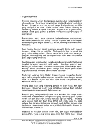 TTG BUDIDAYA PERIKANAN

- Cryptocaryoniasis
Penyakit ini paling umum dijumpai pada budidaya laut yang disebabkan
oleh protozoa. Organisme penyebabnya adalah Cryptocaryon irritans
Brown, dijumpai secara luas seperti halnya Ichthyophthirius multifilis
yang terdapat di air tawar. Pada stadium belum dewasa binatang ini
cenderung berbentuk seperti buah pear. Bagian mulut (Cryclostomum)
terlihat seperti pada ganbar 5 dimana terlihat sedang memangsa sel
daging ikan.
Pemangsaan yang terus menerus kadang-kadang menyebabkan
kerusakan pada kulit atau insang. Stadia "trophont" berbentuk seperti
bola dengan garis tengah sekitar 300 mikron, terbungkus oleh bulu-bulu
halus/cilia.
Ikan Kerapu Lumpur dapat terserang penyakit bintik putih seperti
terserang Ichtyophthirius multifilis. Bintik putih terlihat berbentuk titik
yang masuk cukup dalam. Dalam hal-hal tertentu di mana serangan
penyakit ini ditunggangi oleh serangan bakteri maka akan timbul borok
pada bagian yang terserang.
Ikan Kakap dan jenis ikan lain yang bersisik besar jarang terlihat bahwa
tersebut terserang penyakti bintik putih. Ikan-ikan tersebut akan
kehilangan nafsu makan, matanya membengkak, sisik-sisiknya lepas,
kadang terjadi pendarahan pada kulitnya dan terjadi pembusukan
bagian sirip akibat terinfeksi bakteri/infeksi sekunder.
Pada ikan Lutjanus (jenis Goden Snaper) kepala merupakan bagian
yang paling rawan terhadap serangan parasit ini, yang kadang sampai
sisik pada kepala bagian atas dan tutup insang mengelupas yang
kemudian terlihat botak.
Insang pada ikan yang terserang parasit ini akan rusak dan tidak
berfungsi. Keluarnya lendir yang berlebihan biaanya tidak sehebat
seperti pada serangan parasit Diplectanum sp.
Penyakit yang paling sering dijumpai pada ikan-ikan dan sangat susah
diberantas ini sesebabkan oleh protozoa yang bersarang pada lapisan
lendir kulit dan sirip ikan, serata merusak lapisan insang. Binatang
yang sangat kecil dan tidak bisa dilihat oleh mata biasa ini, pada
selaput ikan bergerombol sampai berpuluh-puluh bahkan beratus-ratus
jumlahnya, hingga dapat terlihat sebagai bintik-bintik putih. Karena itu
biasa disebut White spot.
Protozoa ini merusak sel-sel lendir ikan, dan dapat menyebabkan
pendarahan, yang sering terlihat pada sirip dan insang ikan. Siklus
Hal. 6/ 14
Kantor Deputi Menegristek Bidang Pendayagunaan dan Pemasyarakatan Ilmu Pengetahuan dan Teknologi
Gedung II BPP Teknologi Lantai 6, Jl. M.H. Thamrin 8 Jakarta 10340
Tel. 021 316 9166~69, Fax. 021 316 1952, http://www.ristek.go.id

 