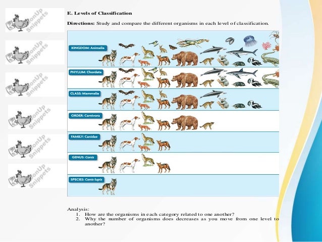 Levels of Classification Pedagogical Plan