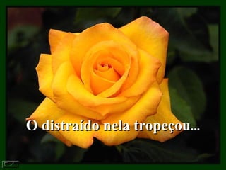 O distraído nela tropeçou ... 