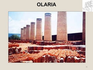 26 
OLARIA 
 
