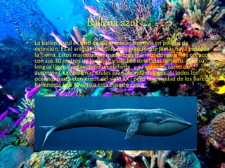 Ballena azul
• La ballena azul es otro de los animales marinos en peligro de
extinción. Es el animal conocido más grande que jamás haya poblado
la Tierra. Estos majestuosos mamíferos marinos dominan los océanos
con sus 30 metros de longitud y sus 180 toneladas de peso. Solo su
lengua llega a pesar como un elefante, y su corazón, como un
automóvil. Las ballenas azules eran abundantes en casi todos los
océanos hasta comienzos del siglo XX , pero la actividad de los barcos
balleneros han llevado a esta especie casi a su extinción.
 