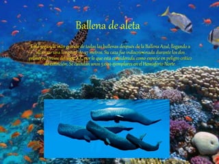 Ballena de aleta
Es la segunda más grande de todas las ballenas después de la Ballena Azul, llegando a
alcanzar una longitud de 27 metros. Su caza fue indiscriminada durante los dos
primeros tercios del siglo XX, por lo que está considerada como especie en peligro crítico
de extinción. Se calculan unos 5.000 ejemplares en el Hemisferio Norte.
 