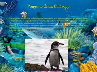Pingüino de las Galápago
• Este pingüino, endémico del archipiélago que le da nombre, es la especie de pingüino que vive más al norte
del mundo y uno de los pingüinos más pequeño del planeta. Es increíblemente aerodinámico ya que puede
alcanzar nadando velocidades de hasta 35 km por hora, casi veinte veces más rápido que un humano. El
pingüino de las Galápago es una especie muy rara con una población de menos de 2000 ejemplares. Su
reproducción está estrechamente ligada al medio ambiente por lo que el cambio climático constituye la
principal amenaza para su futuro.
 