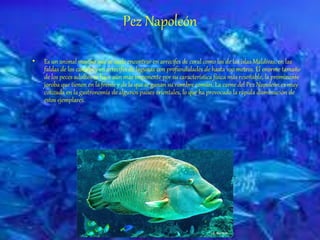 Pez Napoleón
• Es un animal marino que se suele encontrar en arrecifes de coral como los de las islas Maldivas, en las
faldas de los canales y en arrecifes de lagunas con profundidades de hasta 100 metros. El enorme tamaño
de los peces adultos se hace aún más imponente por su característica física más reseñable, la prominente
joroba que tienen en la frente y de la que se ganan su nombre común. La carne del Pez Napoleón es muy
cotizada en la gastronomía de algunos países orientales, lo que ha provocado la rápida disminución de
estos ejemplares.
 
