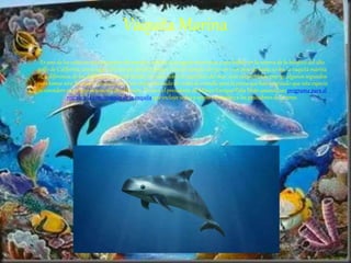 Vaquita Marina
Es uno de los cetáceos más pequeños del mundo, endémico de aguas mexicanas y que habita en la reserva de la biósfera del alto
golfo de California, único lugar del mundo donde habitan. Con un tamaño de 150 cm y un peso de hasta 50 kg, la vaquita marina
es, a diferencia de los delfines, un animal tímido. No salta sobre la superficie del mar, sino simplemente emerge algunos segundos
para tomar aire. Su mayor amenaza es el uso indiscriminado de redes de enmalle para la pesca que han originado que esta especie
se considere en peligro inminente de extinción. En 2015 el presidente de México Enrique Peña Nieto anunció un programa para el
rescate y la conservación de la vaquita que incluye vedas y apoyo económico a los pescadores de la zona.
 