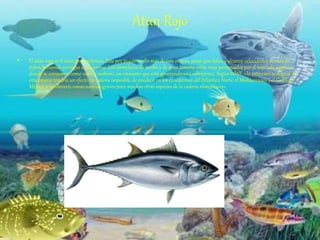 Atún Rojo
• El atún rojo es el atún por excelencia. Este pez puede medir más de tres metros, pesar 900 kilos, y alcanza velocidades de más de
65km/h cuando persigue a sus presas. Los ejemplares de medio y de gran tamaño están muy perseguidos por el mercado japonés,
donde se consumen como sushi y sashimi, un consumo que está generando una sobrepesca. Según WWF, «la extinción ecológica de
esta especie tendría un efecto en cadena imposible de predecir en los ecosistemas del Atlántico Norte, el Mediterráneo y el Golfo de
México, y conllevaría consecuencias graves para muchas otras especies de la cadena alimentaria».
 