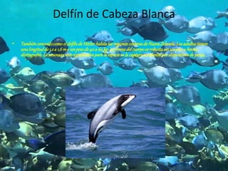 Delfín de Cabeza Blanca
• Tambiénconocidocomoeldelfínde HéctorhabitalasregionescosterasdeNuevaZelanda.Losadultostienen
unalongitudde1,2a 1,6m y unpesode40a 60 kg.La formadelcuerpoesrobustasin unpicou hocico
distinguible.La amenazamássignificativaparalaespeciees lacapturaaccidentalpordispositivosdepesca.
 