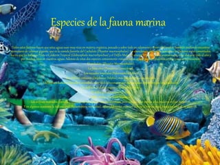 Especies de la fauna marina
Todos estos factores hacen que estas aguas sean muy ricas en materia orgánica, pescado y sobre todo en calamares y otros cefalópodos, también pudiendo encontrar
ejemplares de calamar gigante, que es la comida favorita del Cachalote (Physeter macrocephalus). La abundancia de comida sumado a los factores antes comentados
hacen que las ballenas Piloto o Calderón Tropical (Globicephala macrorhynchus) y el Delfín Mular (Tursiops Trucatus) sean animales que viven durante todo el año y
por muchos años en nuestros aguas. Además de estas dos especies comúnmente vistas en estas aguas también podemos avistar con cierta frecuencia:
El cachalote (Physeter Macrocephalus).
La falsa orca (Pseudorca Crassidens).
Los rocuales tropicales (Balaenoptera Edén).
Los delfines comunes (Delphinus Delphis), más pequeños que los mulares.
Los delfines listados (Stenella Corevalba), muy fácil de reconocer por sus preciosas líneas oscuras longitudinales.
Los delfines de diente rugoso (Steno bredanensis).
El delfín gris (Grampus Grislus).
Delfín Mular (Tursiops Trucatus).
Los delfines moteados (Stenella Frantalis), de un tamaño similar al común, pero con un color similar a los mulares en fase benjamín.
Y en algunas ocasiones la ballena azul (Balaenoptera musculus), zifios (diferentes especies) y orcas (Orcinus orca), hasta un total de 26 especies.
 