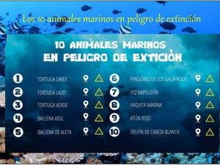 Los 10 animales marinos en peligro de extinción
 