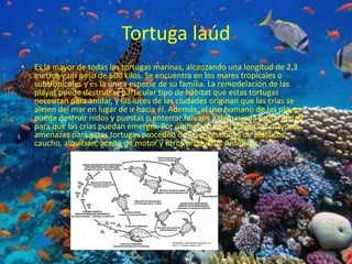 Tortuga laúd
• Es la mayor de todas las tortugas marinas, alcanzando una longitud de 2,3
metros y un peso de 600 kilos. Se encuentra en los mares tropicales o
subtropicales y es la única especie de su familia. La remodelación de las
playas puede destruir el particular tipo de hábitat que estas tortugas
necesitan para anidar, y las luces de las ciudades originan que las crías se
alejen del mar en lugar de ir hacia él. Además, el uso humano de las playas
puede destruir nidos y puestas o enterrar huevos a demasiada profundidad
para que las crías puedan emerger. Por último, en edad adulta las mayores
amenazas para estas tortugas proceden de las ingestiones de plásticos,
caucho, alquitrán, aceite de motor y otros productos sintéticos.
 