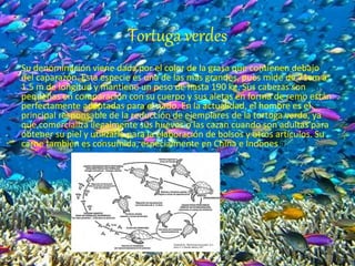 Tortuga verdes
Su denominación viene dada por el color de la grasa que contienen debajo
del caparazón. Esta especie es una de las más grandes, pues mide de 71cm a
1.5 m de longitud y mantiene un peso de hasta 190 kg. Sus cabezas son
pequeñas en comparación con su cuerpo y sus aletas en forma de remo están
perfectamente adaptadas para el nado. En la actualidad, el hombre es el
principal responsable de la reducción de ejemplares de la tortuga verde, ya
que comercializa ilegalmente sus huevos o las cazan cuando son adultas para
obtener su piel y utilizarla para la elaboración de bolsos y otros artículos. Su
carne también es consumida, especialmente en China e Indonesia.
 