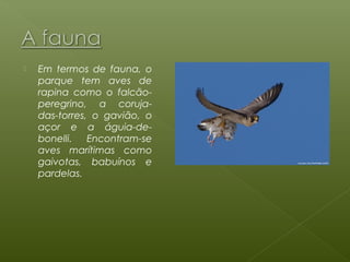   Em termos de fauna, o
    parque tem aves de
    rapina como o falcão-
    peregrino, a coruja-
    das-torres, o gavião, o
    açor e a águia-de-
    bonelli.   Encontram-se
    aves marítimas como
    gaivotas, babuínos e
    pardelas.
 