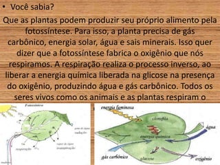 • Você sabia?
Que as plantas podem produzir seu próprio alimento pela
fotossíntese. Para isso, a planta precisa de gás
carbônico, energia solar, água e sais minerais. Isso quer
dizer que a fotossíntese fabrica o oxigênio que nós
respiramos. A respiração realiza o processo inverso, ao
liberar a energia química liberada na glicose na presença
do oxigênio, produzindo água e gás carbônico. Todos os
seres vivos como os animais e as plantas respiram o
oxigênio.