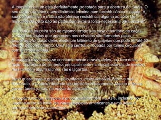 A toupeira comum está perfeitamente adaptada para a abertura de túneis. OA toupeira comum está perfeitamente adaptada para a abertura de túneis. O
seu corpo cilíndrico e aerodinâmico termina num focinho cónico e agudo. Aseu corpo cilíndrico e aerodinâmico termina num focinho cónico e agudo. A
sua pelagem lisa e macia não oferece resistência alguma ao solo. Ossua pelagem lisa e macia não oferece resistência alguma ao solo. Os
músculos do peito dão às patas dianteiras a força necessária para escavar.músculos do peito dão às patas dianteiras a força necessária para escavar.
As tocas da toupeira são ao mesmo tempo sua casa e território de caça.As tocas da toupeira são ao mesmo tempo sua casa e território de caça.
Certos montículos que aparecem nos relvados são formados pelasCertos montículos que aparecem nos relvados são formados pelas
toupeiras. Por baixo deles existe um labirinto de galerias que pode ter até 50toupeiras. Por baixo deles existe um labirinto de galerias que pode ter até 50
metros de comprimento. Uma sala central é rodeada por túneis circularesmetros de comprimento. Uma sala central é rodeada por túneis circulares
com diversas saídas.com diversas saídas.
A toupeira movimenta-se constantemente através deles - ou fora deles, àA toupeira movimenta-se constantemente através deles - ou fora deles, à
noite - à procura de alimento: principalmente minhocas e larvas de insetos,noite - à procura de alimento: principalmente minhocas e larvas de insetos,
mas também algum ratinho, rãs e lagartos.mas também algum ratinho, rãs e lagartos.
Ela é quase cega e guia-se pelo olfacto, muito sensível. Feroz e malEla é quase cega e guia-se pelo olfacto, muito sensível. Feroz e mal
humorada, a toupeira defende seu território zelosamente. Macho e fêmeahumorada, a toupeira defende seu território zelosamente. Macho e fêmea
cavam túneis juntos, na época do acasalamento.cavam túneis juntos, na época do acasalamento.
A toupeira comum europeia é encontrada também na Ásia, inclusive noA toupeira comum europeia é encontrada também na Ásia, inclusive no
Japão e norte da Índia. Há varias espécies americanas e uma delas éJapão e norte da Índia. Há varias espécies americanas e uma delas é
permanentemente subterrânea.permanentemente subterrânea.
 