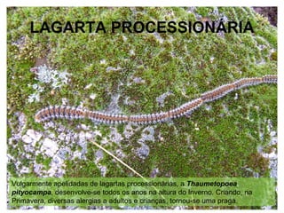 LAGARTA PROCESSIONÁRIA
Vulgarmente apelidadas de lagartas processionárias, a Thaumetopoea
pityocampa, desenvolve-se todos os anos na altura do Inverno. Criando, na
Primavera, diversas alergias a adultos e crianças, tornou-se uma praga.
 