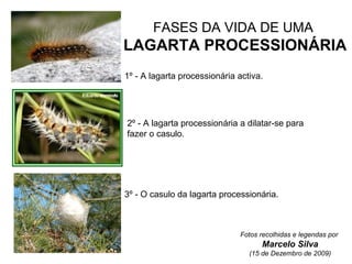 1º - A lagarta processionária activa.
2º - A lagarta processionária a dilatar-se para
fazer o casulo.
3º - O casulo da lagarta processionária.
FASES DA VIDA DE UMA
LAGARTA PROCESSIONÁRIA
Fotos recolhidas e legendas por
Marcelo Silva
(15 de Dezembro de 2009)
 
