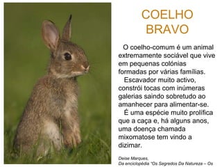 COELHO
BRAVO
O coelho-comum é um animal
extremamente sociável que vive
em pequenas colónias
formadas por várias famílias.
Escavador muito activo,
constrói tocas com inúmeras
galerias saindo sobretudo ao
amanhecer para alimentar-se.
É uma espécie muito prolífica
que a caça e, há alguns anos,
uma doença chamada
mixomatose tem vindo a
dizimar.
Deise Marques,
Da enciclopédia “Os Segredos Da Natureza – Os
 