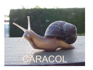 CARACOL
 