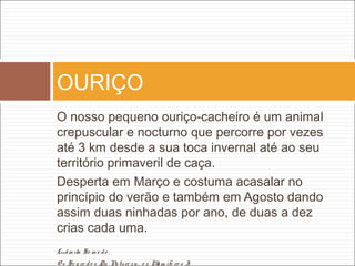 O nosso pequeno ouriço-cacheiro é um animal
crepuscular e nocturno que percorre por vezes
até 3 km desde a sua toca invernal até ao seu
território primaveril de caça.
Desperta em Março e costuma acasalar no
princípio do verão e também em Agosto dando
assim duas ninhadas por ano, de duas a dez
crias cada uma.
Ludm ila Se m e do ,
O s Se g re do s Da Nature za, o s Mam ífe ro s I
OURIÇO
 