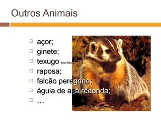 Outros Animais
 açor;açor;
 ginete;ginete;
 texugotexugo (na foto)(na foto);;
 raposa;raposa;
 falcão perefalcão peregrino;grino;
 águia de aságuia de asa redonda;a redonda;
 ……
 