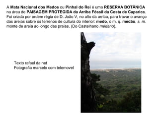 A Mata Nacional dos Medos ou Pinhal do Rei é uma RESERVA BOTÂNICA
na área de PAISAGEM PROTEGIDA da Arriba Fóssil da Costa de Caparica.
Foi criada por ordem régia de D. João V, no alto da arriba, para travar o avanço
das areias sobre os terrenos de cultura do interior: medo, o m. q. médão, s. m.
monte de areia ao longo das praias. (Do Castelhano médano).
Texto rafael da net
Fotografia marcelo com telemovel
 