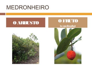 MEDRONHEIRO
O ARBUSTO O FRUTO
(o medronho)
 