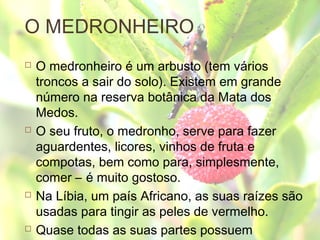 O MEDRONHEIRO
 O medronheiro é um arbusto (tem vários
troncos a sair do solo). Existem em grande
número na reserva botânica da Mata dos
Medos.
 O seu fruto, o medronho, serve para fazer
aguardentes, licores, vinhos de fruta e
compotas, bem como para, simplesmente,
comer – é muito gostoso.
 Na Líbia, um país Africano, as suas raízes são
usadas para tingir as peles de vermelho.
 Quase todas as suas partes possuem
 