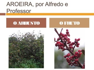 AROEIRA, por Alfredo e
Professor
O ARBUSTO O FRUTO
 