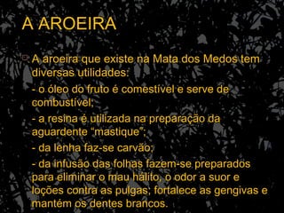 A AROEIRAA AROEIRA
 A aroeira que existe na Mata dos Medos temA aroeira que existe na Mata dos Medos tem
diversas utilidades:diversas utilidades:
- o óleo do fruto é comestível e serve de- o óleo do fruto é comestível e serve de
combustível;combustível;
- a resina é utilizada na preparação da- a resina é utilizada na preparação da
aguardente “mastique”;aguardente “mastique”;
- da lenha faz-se carvão;- da lenha faz-se carvão;
- da infusão das folhas fazem-se preparados- da infusão das folhas fazem-se preparados
para eliminar o mau hálito, o odor a suor epara eliminar o mau hálito, o odor a suor e
loções contra as pulgas; fortalece as gengivas eloções contra as pulgas; fortalece as gengivas e
mantém os dentes brancos.mantém os dentes brancos.
 