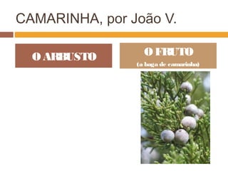 CAMARINHA, por João V.
O ARBUSTO O FRUTO
(a baga de camarinha)
 
