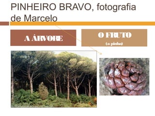 PINHEIRO BRAVO, fotografia
de Marcelo
A ÁRVORE O FRUTO
(a pinha)
 