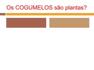 Os COGUMELOS são plantas?
 